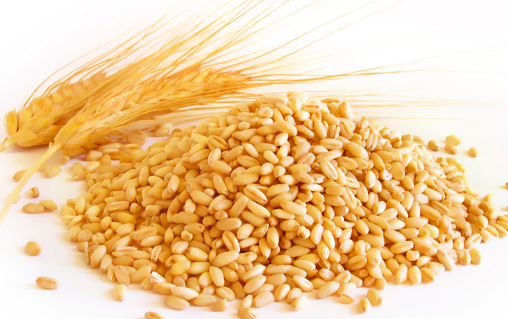 小麦的实用性分析