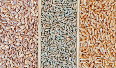 小麦蛋白质含量的高低与小麦的品种有什么关系？