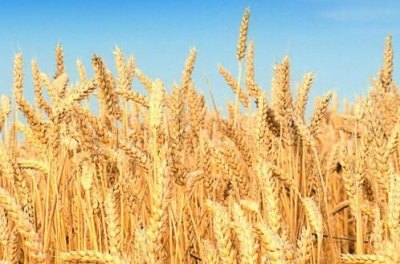 面粉机械厂家供应：浅谈小麦的种类及其分类